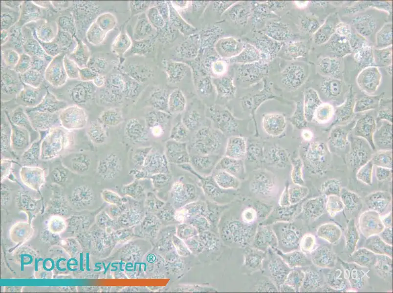 NCI-H661 Cell Complete Medium - 6