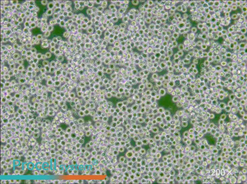 AE-1 Cell Complete Medium - 6