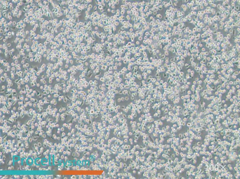 NCTC 1469 Cell Complete Medium - 3