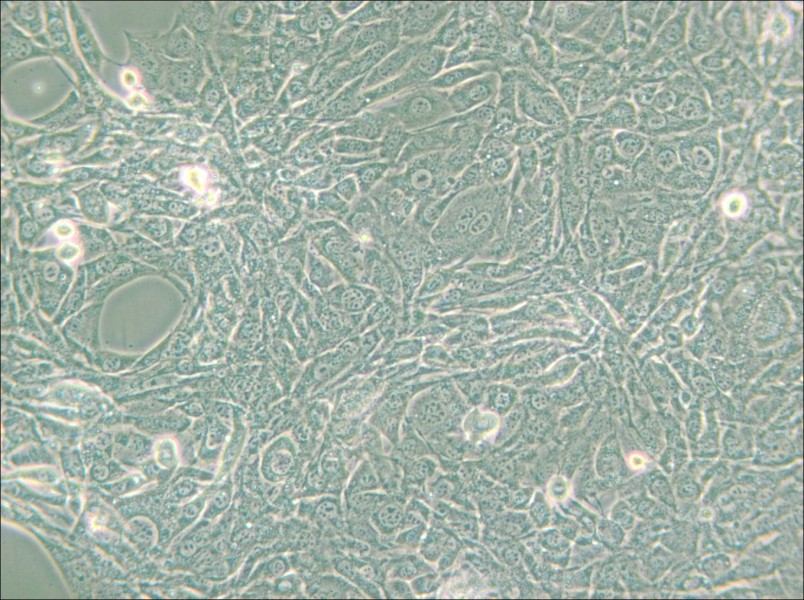 15P-1 Cell Complete Medium - small - 5