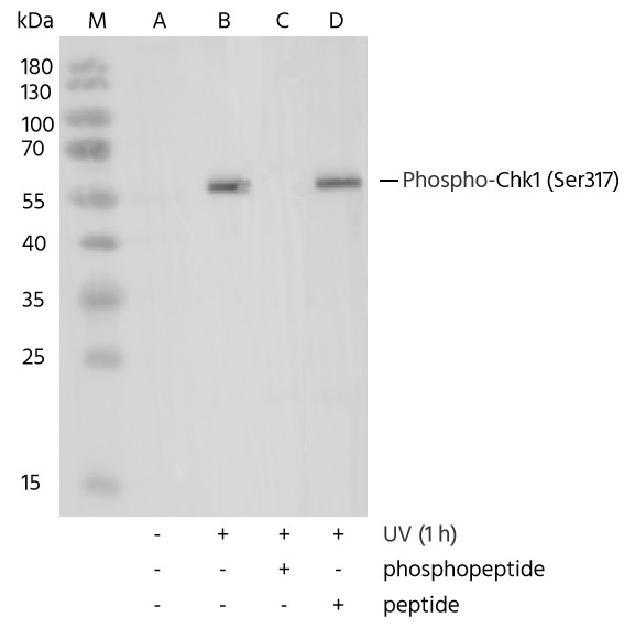 Recombinant Phospho-Chk1 (Ser317) Monoclonal Antibody - small - 3