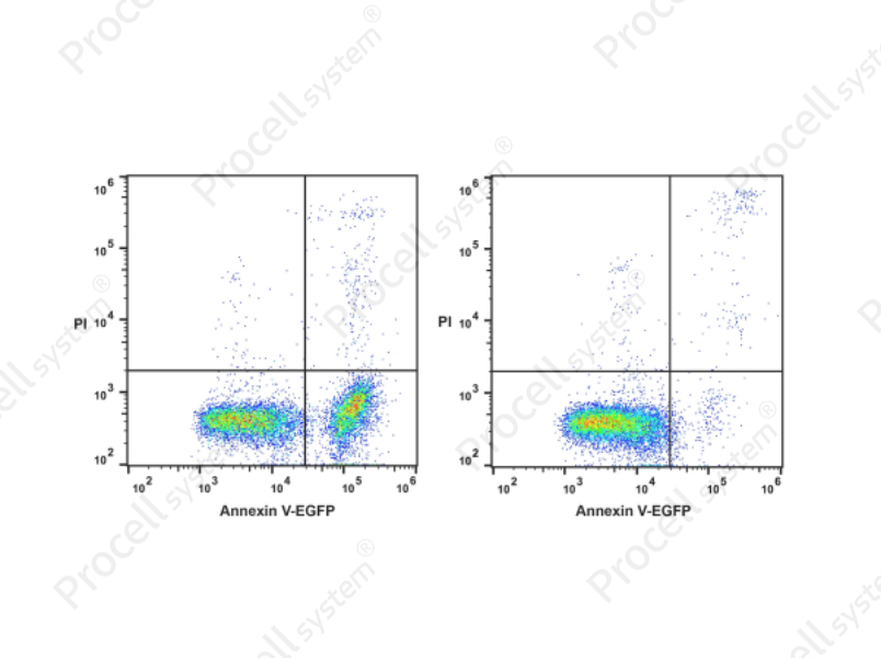Annexin V-EGFP Azide-Free Lyophilized Powder