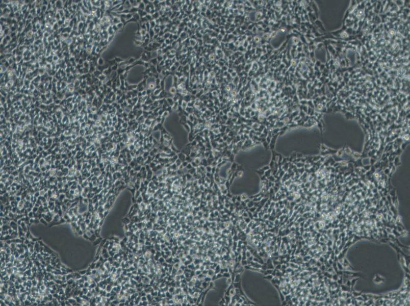 A-673 Cell Complete Medium-searchlist-1