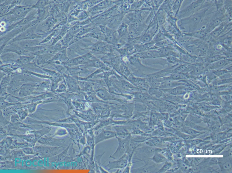 Rat Brown Adipose-Derived Stem Cell Complete Medium - 6