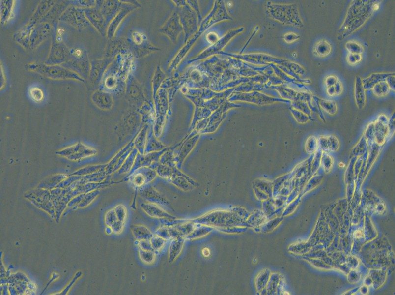 NCI-H446 [H446] Cell Complete Medium - small - 5