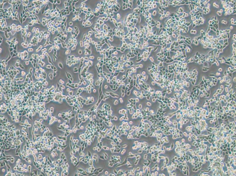 LLC [LL/2; LLC1] Cell Complete Medium - 3