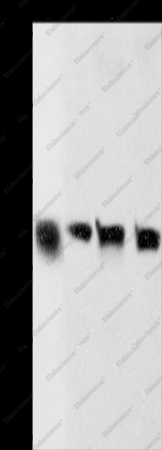 K-Cadherin Polyclonal Antibody - 1