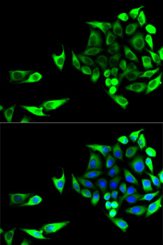 Immunofluorescence analysis of U2OS cells using GOT1 Polyclonal Antibody