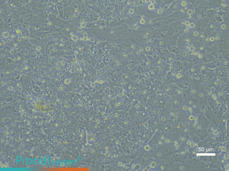 Rat Embryonic Hepatoblast Complete Medium - 4