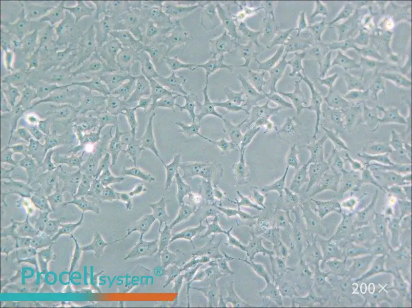 Mv.1.Lu [NBL-7] Cell Complete Medium - 6