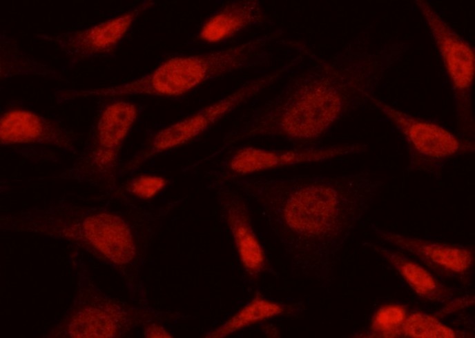 Recombinant MAX/MYC associated factor X Monoclonal Antibody - small - 2