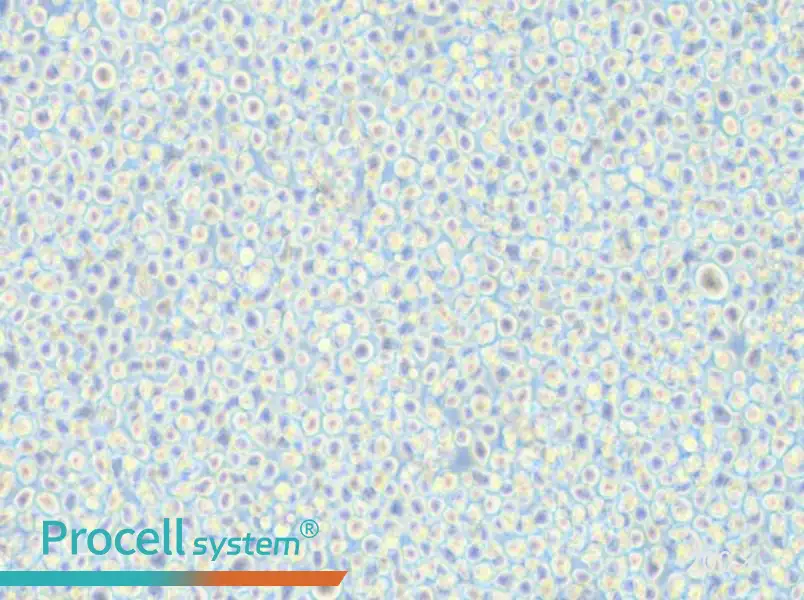 AMO1 Cell Complete Medium - 5