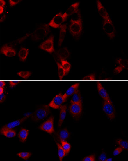 Immunofluorescence analysis of NIH-3T3 cells using HSP90B1 Polyclonal Antibody at dilution of  1:100 (40x lens). Blue: DAPI for nuclear staining.