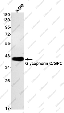Recombinant Glycophorin C Monoclonal Antibody - 1