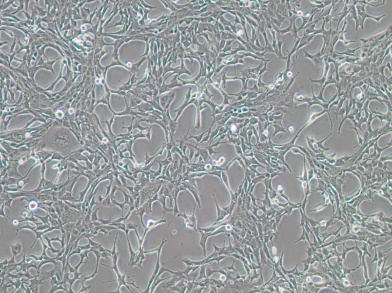 C8-D1A Cell Complete Medium - 3