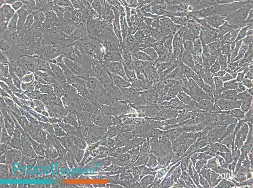 NCI-H2444 Cell Complete Medium - 6