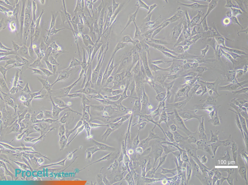 Human Dermal Papilla (Primary cell immortalization) Cell Complete Medium - 2