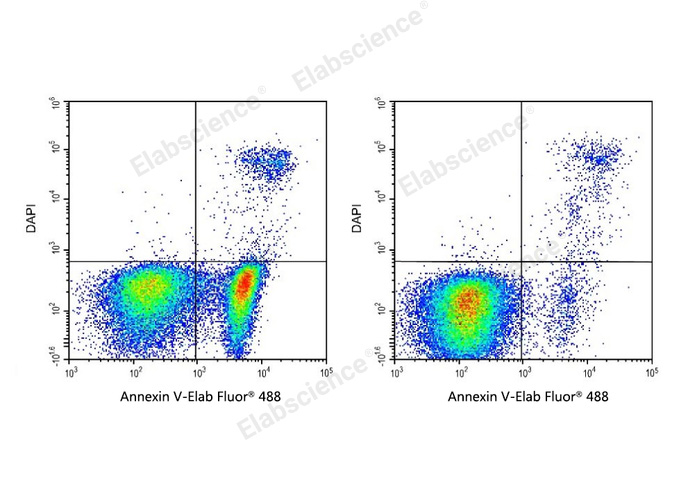 Annexin V-Elab Fluor® 488/DAPI Apoptosis Kit-1