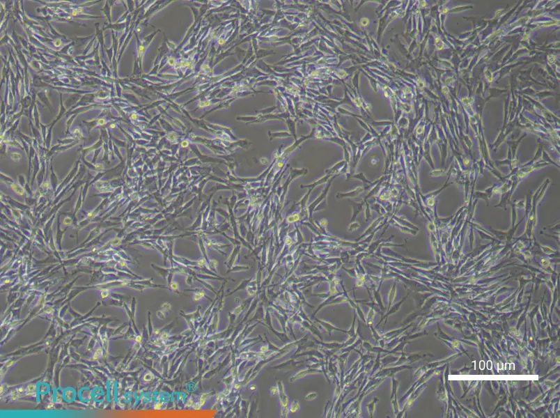 Rat Tendon Stem Cells - 1