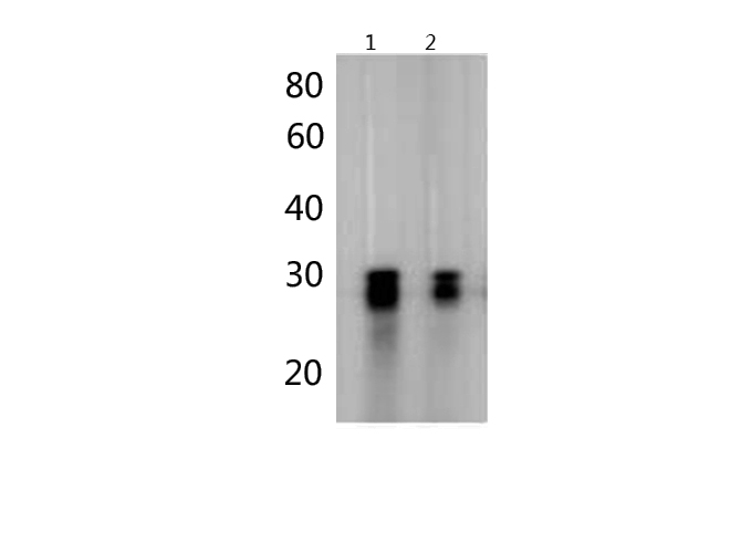 PE/Cyanine5 Mouse IgG2b, κ Isotype Control[MPC-11]-产品推荐-1