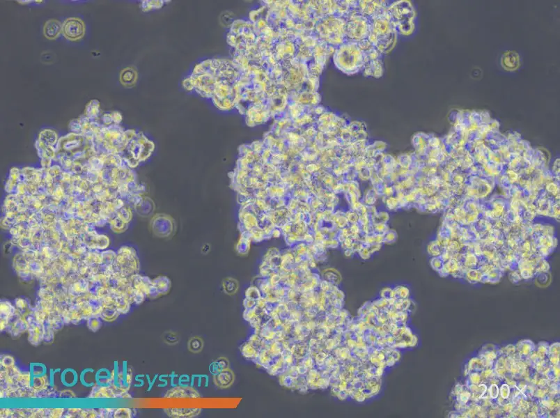 NCI-H187 Cell Complete Medium - 5