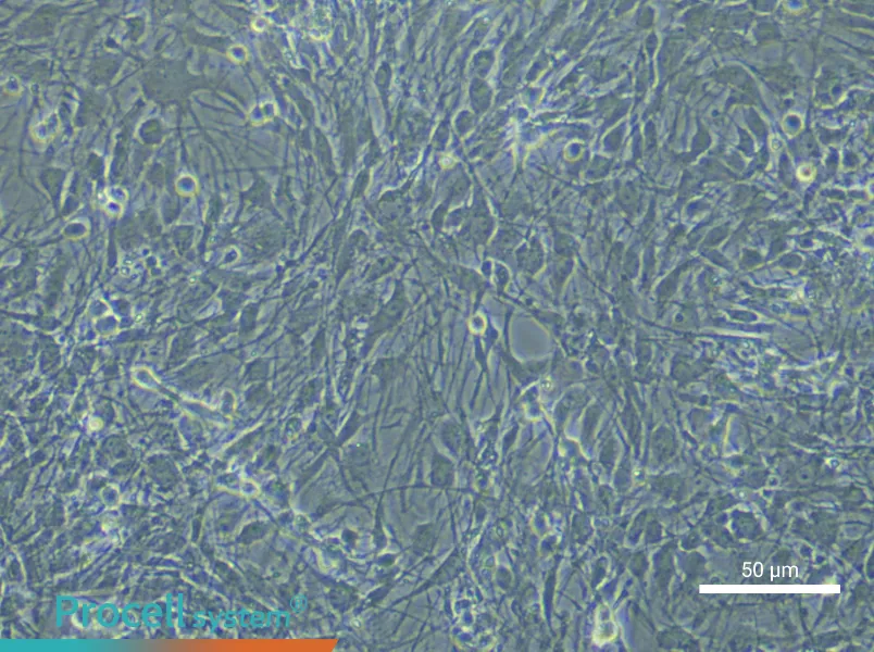 Rat Astrocytes - 7