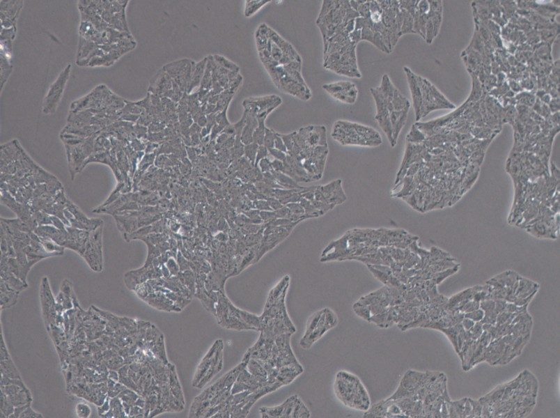 Li-7 Cell Complete Medium - 2