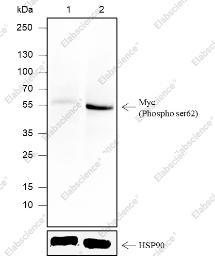 Recombinant Phospho-c-Myc (Ser62) Monoclonal Antibody - 1