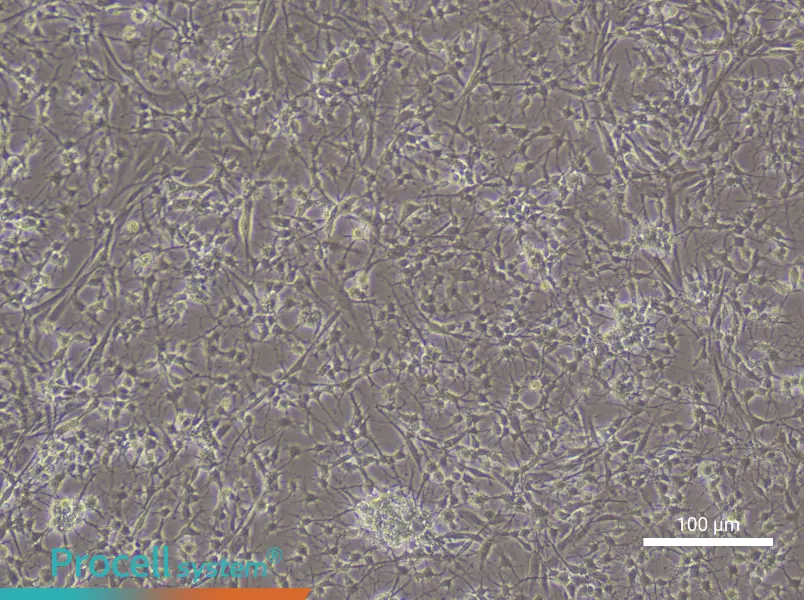 Rat Spinal Cord Astrocyte Complete Medium - 3
