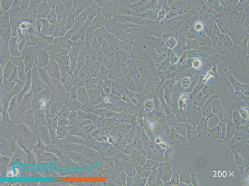143B Cell Complete Medium - small - 6