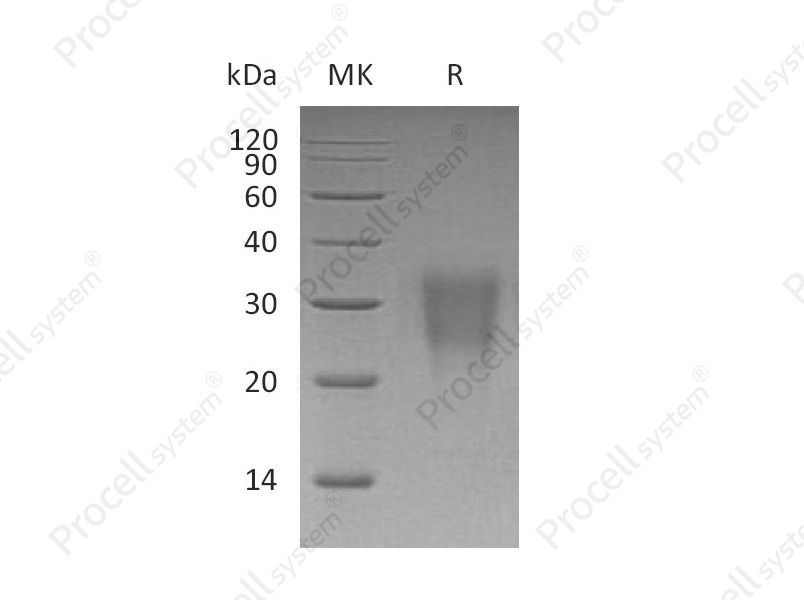 IL-22 (C-hIgG2 Fc), Human, Recombinant
