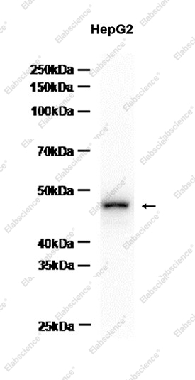 Recombinant CTBP1 Monoclonal Antibody - 2