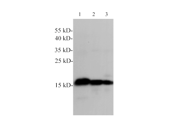 Elab Fluor® Violet 540 Mouse IgG2a, κ Isotype Control[C1.18.4]-产品推荐-1