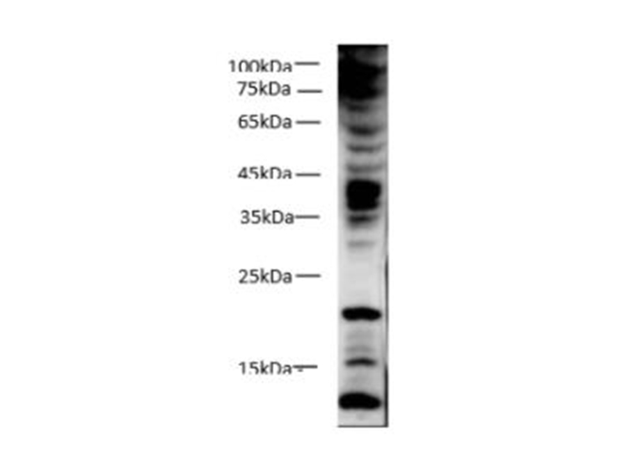 Western blot of anti-Phospho Tyrosine rabbit polyclonal antibody on 293T at dilution of 1:1000.