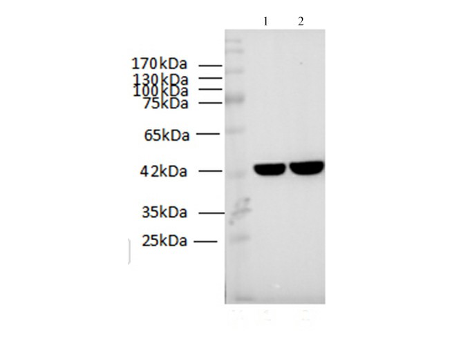 Western blotting of Zebrafish lysates with anti-Beta Actin monoclonal antibody at dilution of 1:2000.