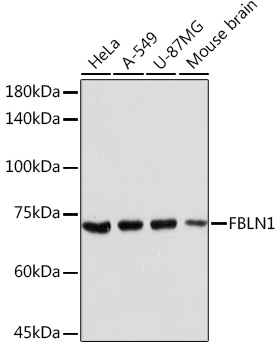 Western blot analysis of extracts of various cell lines using FBLN1 Polyclonal Antibody at 1:2000 dilution.