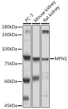 Western blot analysis of extracts of various cell lines using MFN1 Polyclonal Antibody at 1:500 dilution.