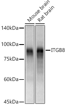 Western blot analysis of various lysates using ITGB8 Polyclonal Antibody at 1:500 dilution.