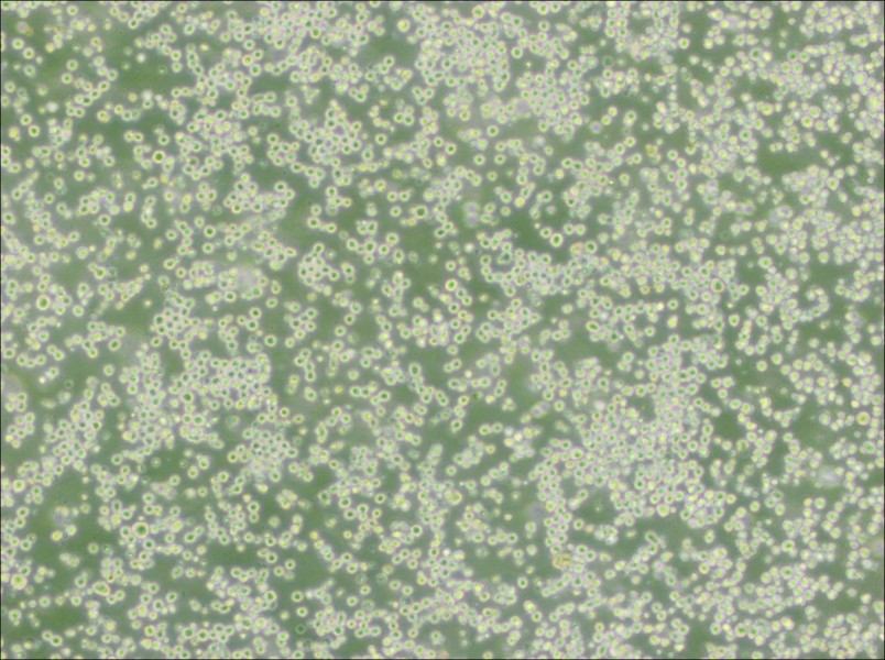 35.1 Cell Complete Medium-searchlist-1