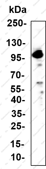 Recombinant CD141 Monoclonal Antibody - 1