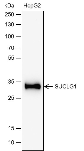 Recombinant SUCLG1 Monoclonal Antibody-searchlist-1