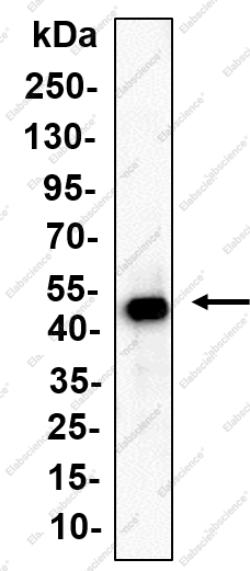 Recombinant CYR61 Monoclonal Antibody - 2
