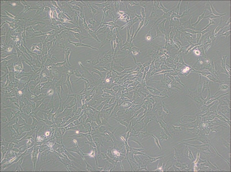 KHM-5M Cell Complete Medium-searchlist-1