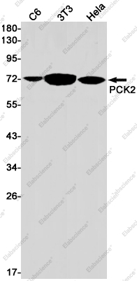 Recombinant PCK2 Monoclonal Antibody - 1