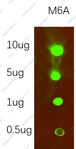Recombinant N6-methyladenosine (m6A) Monoclonal Antibody - 1