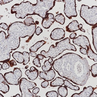 Recombinant Placental Lactogen Monoclonal Antibody - 1
