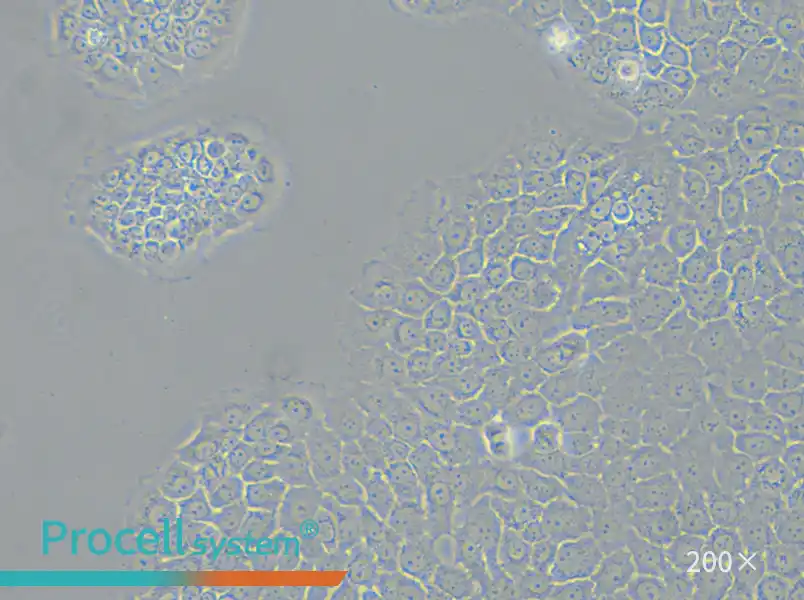 BxPC-3 Cell Complete Medium - small - 6