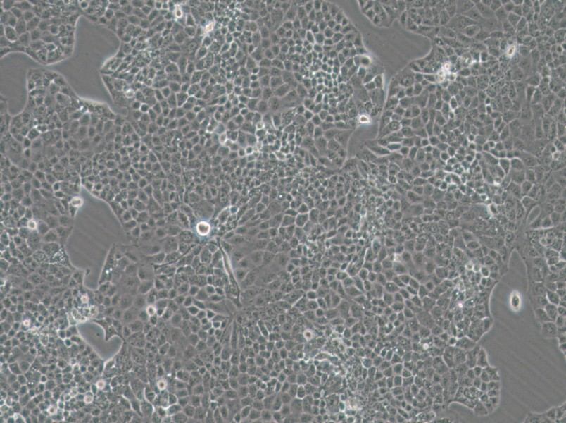 MKN74 Cell Complete MediumMKN74 Cell Complete Medium - 2