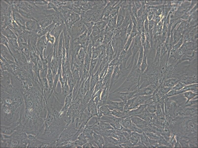 hTERT-HPNE Cell Complete Medium - small - 6