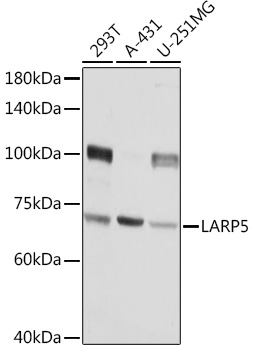 Western blot analysis of extracts of various cell lines using LARP5 Polyclonal Antibody at1:3000 dilution.